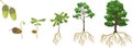 Life cycle of oak tree. Growth stages from acorn and sprout to old tree with root system Royalty Free Stock Photo